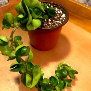 Hoya hindu rope plant